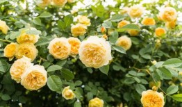 汝南新闻爆料电话查询是多少