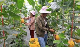 成县网红吃瓜,揭秘网络红人的真实一面